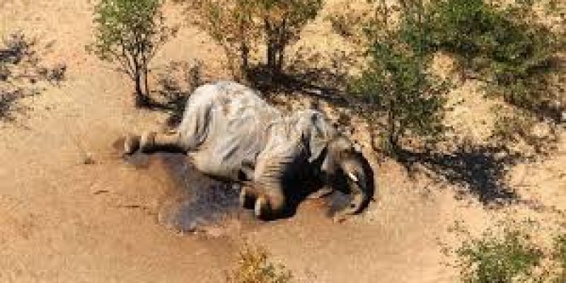 Toxins in water killed more than 300 elephants in Botswana