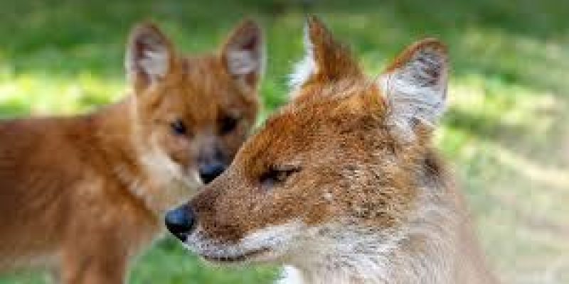 Three States rank high in the conservation of the endangered dhole