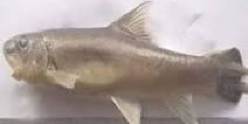 New fish species discovered in Arunachal Pradesh