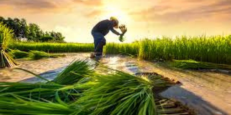 Launch of the 2020 State of Food Security and Nutrition in the World