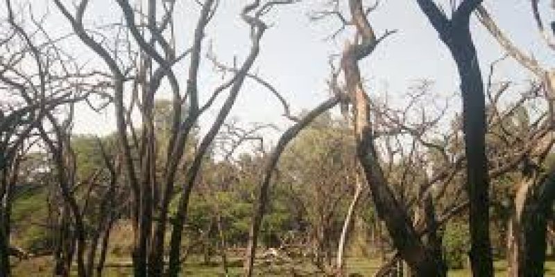 Invisible killer threatens India’s sandalwood forests