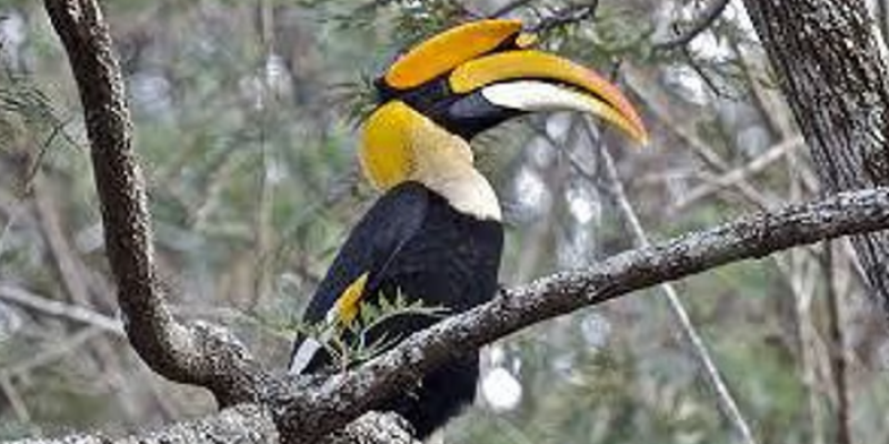India’s first-ever Centre of Excellence for Hornbill Conservation at the Aanamalai Tiger Reserve (ATR) in Tamil Nadu