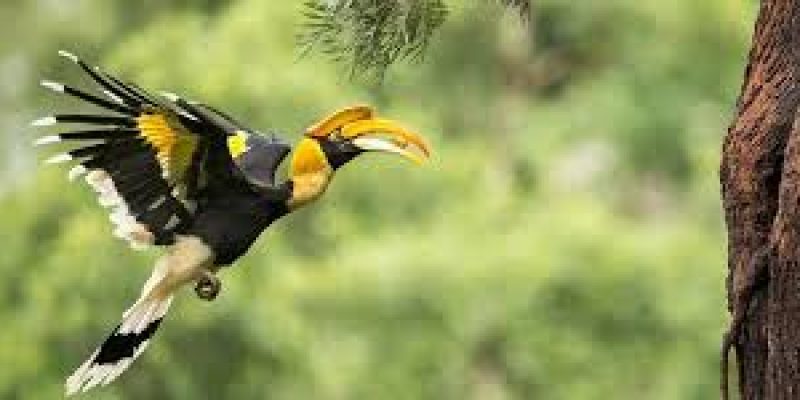 Forest cover loss threatens hornbills in Arunachal Pradesh
