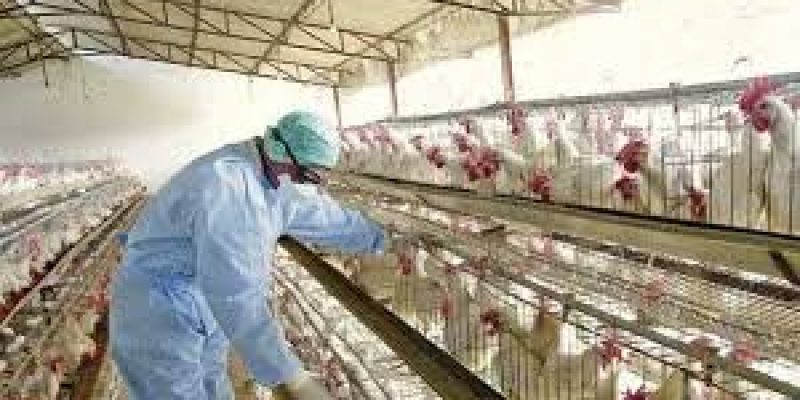 Union Govt approves ₹15,000 cr infra fund for dairy, poultry and meat units