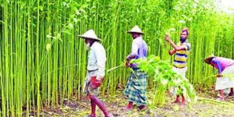 MoU to provide certified good quality seeds to jute farmers