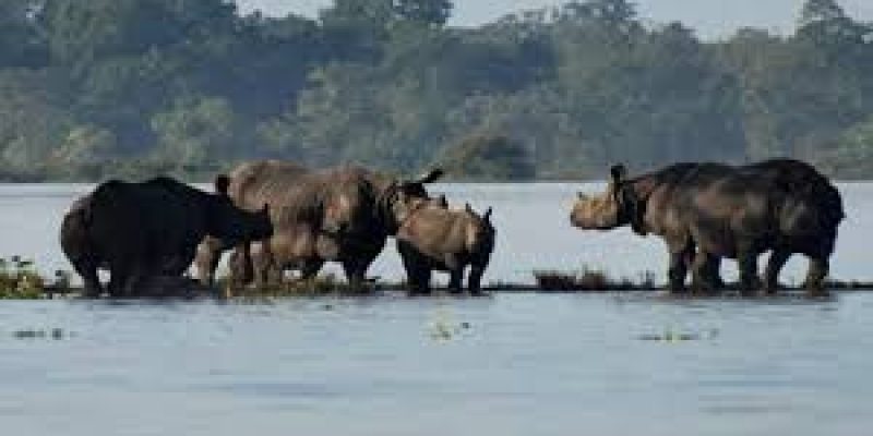 Around 80% area of Kaziranga National Park inundated due to floods