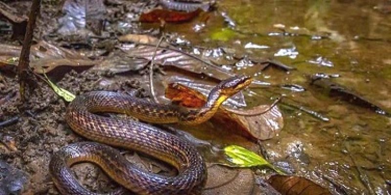 After 129 years Assam Keelback snake rediscovered