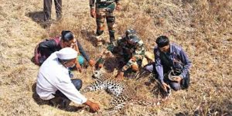 596 leopard deaths were linked to illegal wildlife trade activities between 2015-19