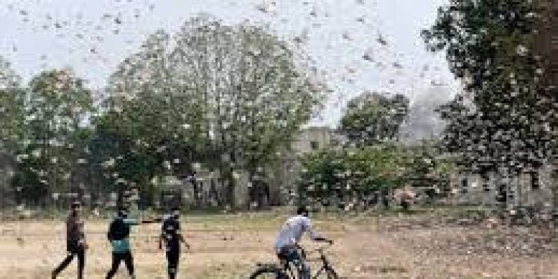 FAO alerts India to be on high alert for next 4 weeks