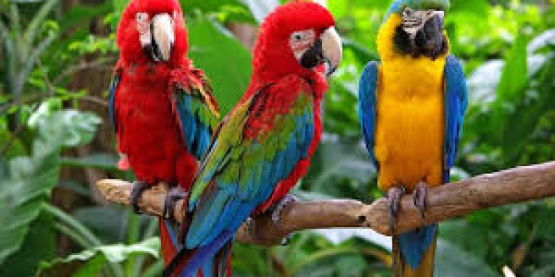 DRI busts syndicate smuggling exotic macaws from Bangladesh