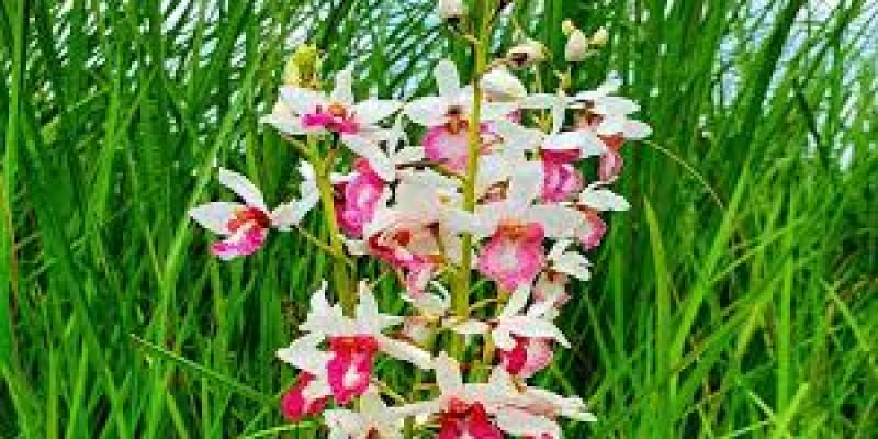 A rare orchid species blooms in India after 118-year hiatus