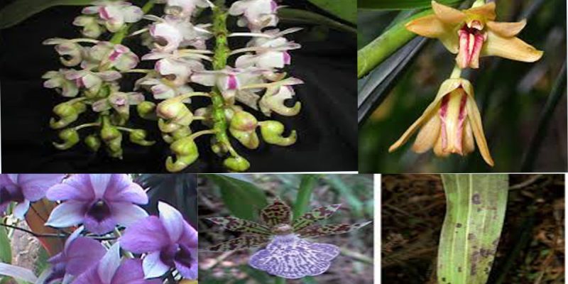 India hosts 1256 species of orchid reported by Botanical Survey of India