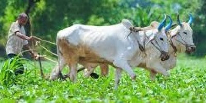 India ranked first in the number of organic farmers