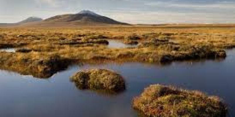 Protecting Peatlands can help attain climate goals