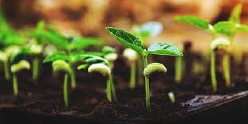IISER Bhopal scientists’ study on seed germination