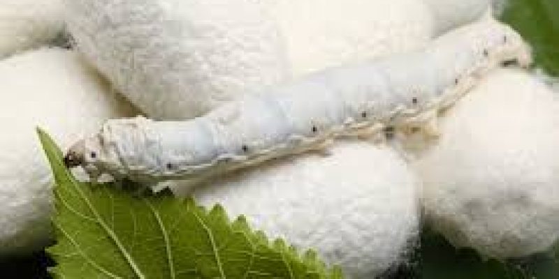 KVIC opens first silk processing plant in Gujarat