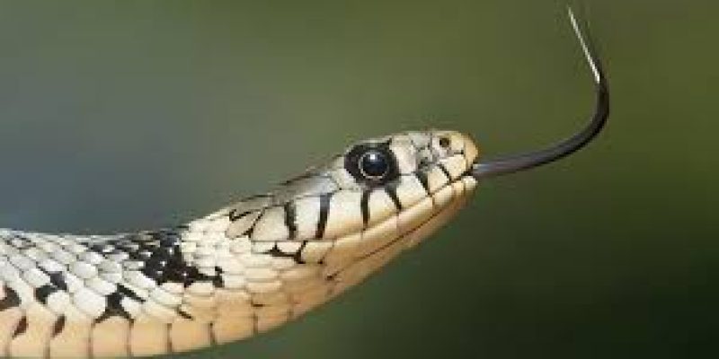 Snakebite kills 58 thousands persons per year in India