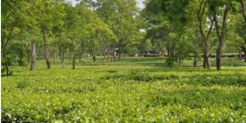 Scientists identified bacteria that can replace fertilizers & fungicides