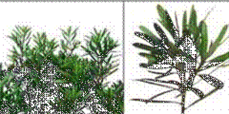 Synthethic path for tuberculosis & chikungunya inhibiting flavonoid molecules