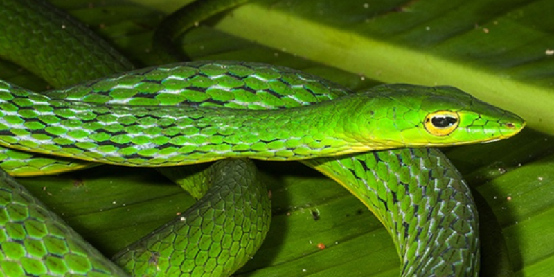 26 million-year-old species of Vine Snake found in India