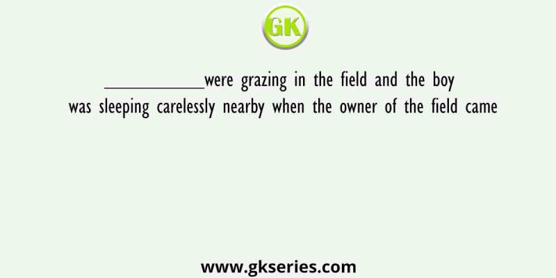 _________were grazing in the field and the boy was sleeping carelessly nearby when the owner of the field came