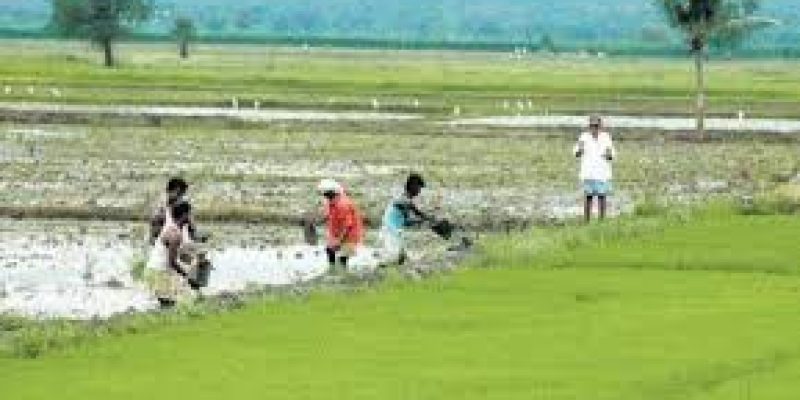 West Bengal launches free crop insurance scheme for farmers