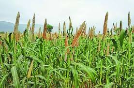apedas efforts to prepare action plan to boost millet exports