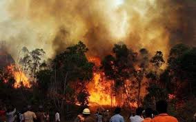 forest fires are common in himachal pradesh