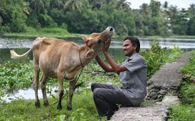 sc asks govt to repeal law which confiscates cattle before owner is found guilty of cruelty