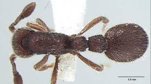 two new species of ants discovered from kerala and tamil nadu