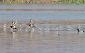 water birds make a beeline to punjab’s harike wetland