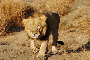 CSIR scientists sequence Asiatic lion genome
