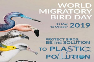 World Migratory Bird Day