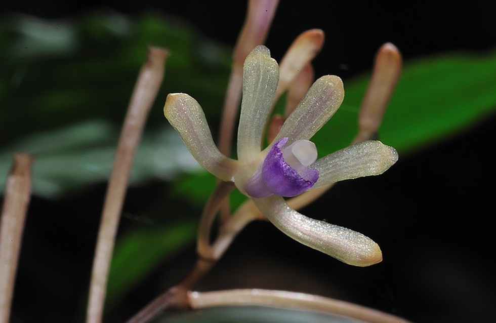 orchid Lecanorchis taiwaniana discovered in Assam