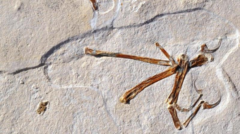 a new species of flying dinosaur