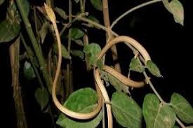 New vine snake species discovered in Odisha