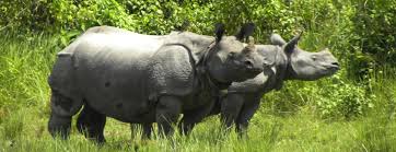 DNA Database project for Indian Rhinos