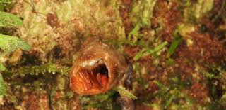 ‘World's ugliest orchid’ among new species named in 2020