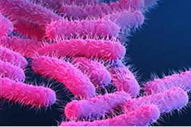 Shigella infection in Kerala’s Kozhikode