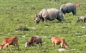 cattle competing one horned rhinos in assams mini kaziranga