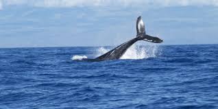 significance of the new whale song