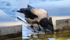 bird flu warning sounded in rajasthan