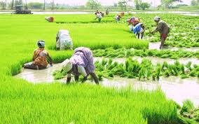 paddy farmers benefit from current kharif marketing season procurement operations