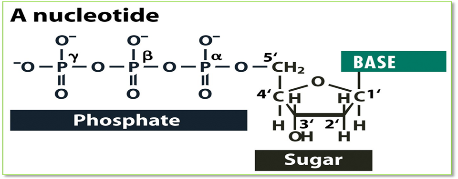 nucleotide