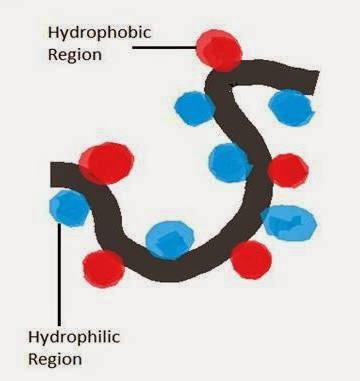protein folding
